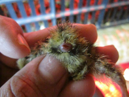 cloaca expuesta 1
